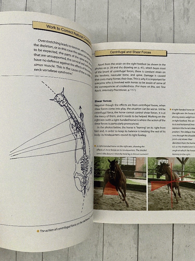 Straightening the Crooked Horse: Correct Imbalance Equestrian Sport Horses