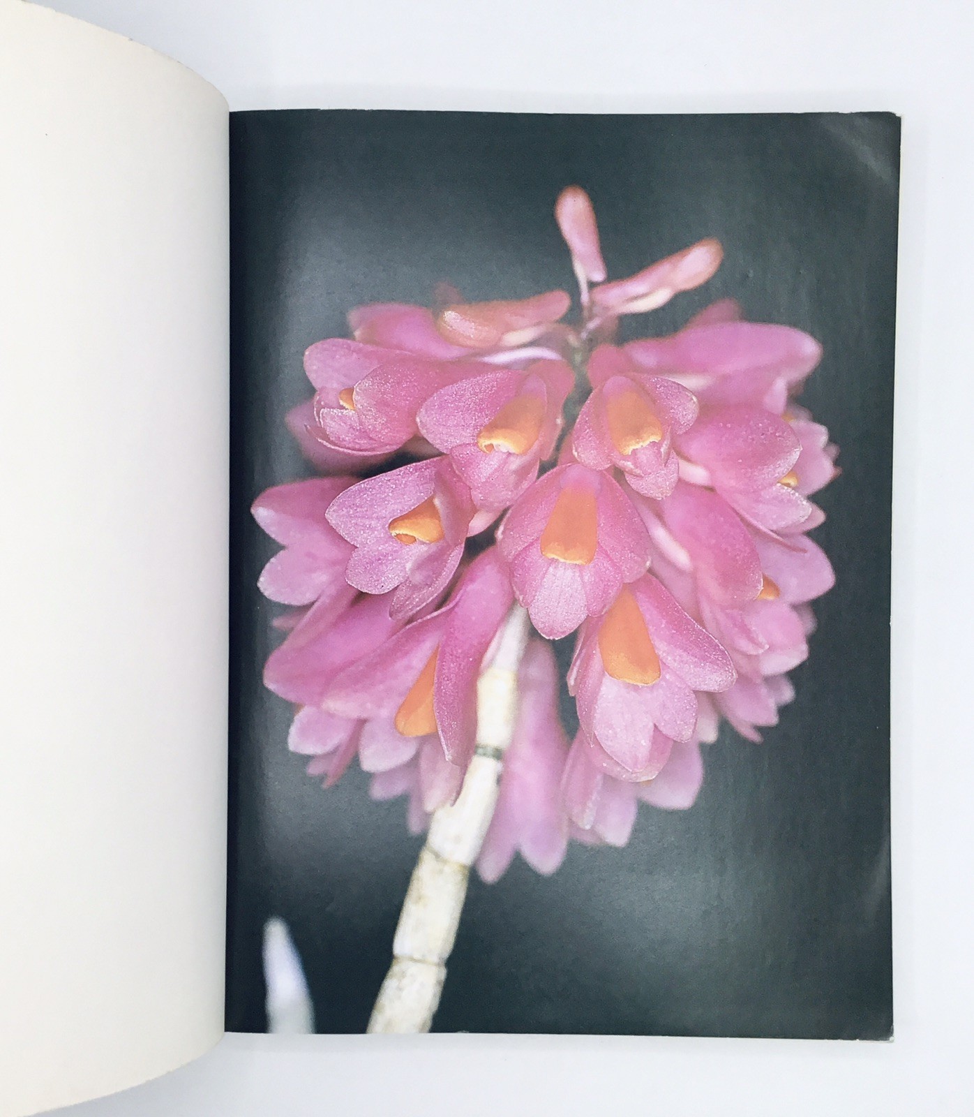 OOP💥 Dendrobium and Its Relatives Orchid Book; Lavarack Harris Stocker TPB