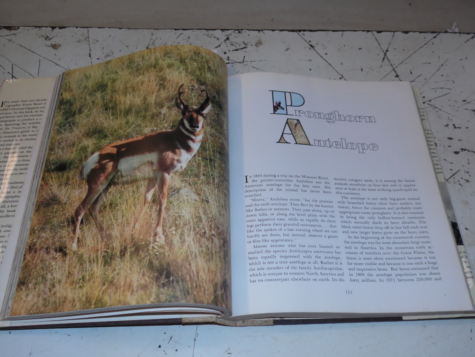 Vintage Treasury of Big Game Animals – Erwin Bauer – 398 Pages