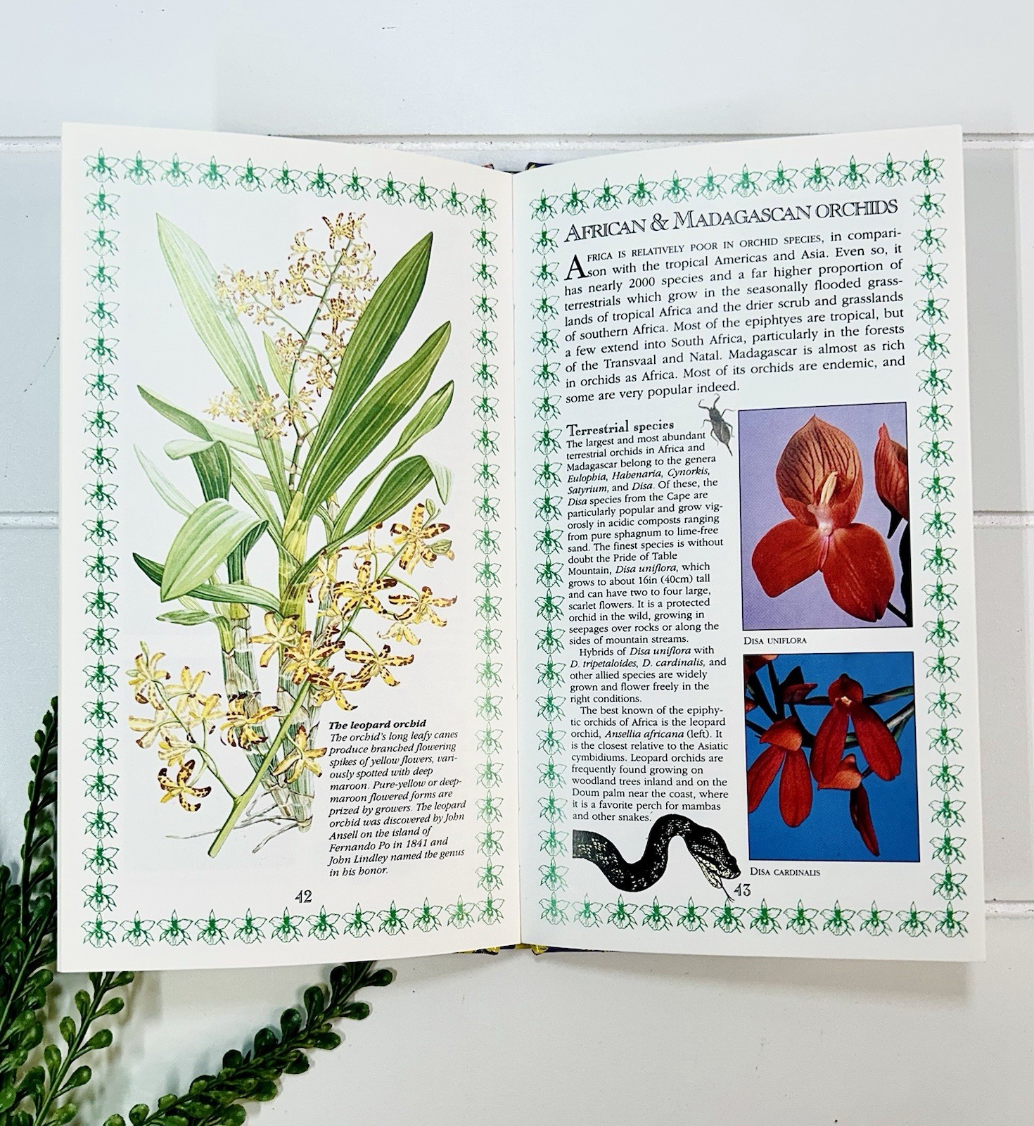 Orchids : A Romantic History Guide to Cultivation Philip Cribb Tropical Flowers
