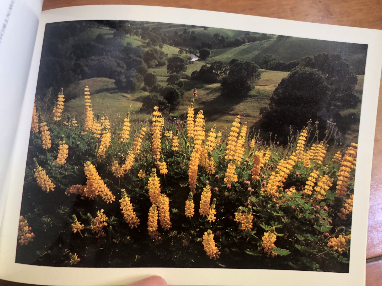 California Wildflowers A Book of 21 Postcards Browntrout Publishers Photos VTG