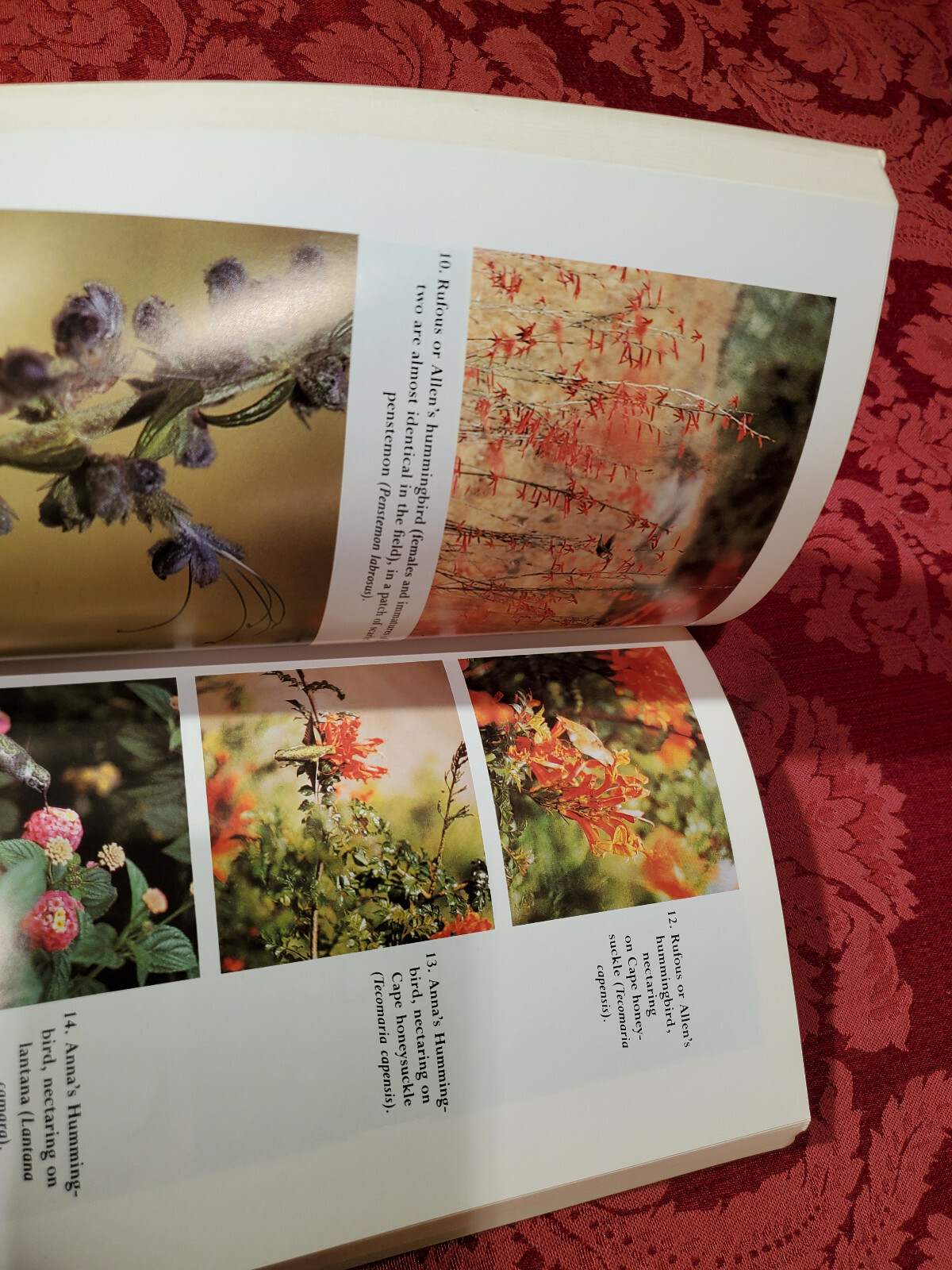 Hummingbird Garden by Mathew Tekulsky, Harvard Common Press 1990 / 1999 Like New