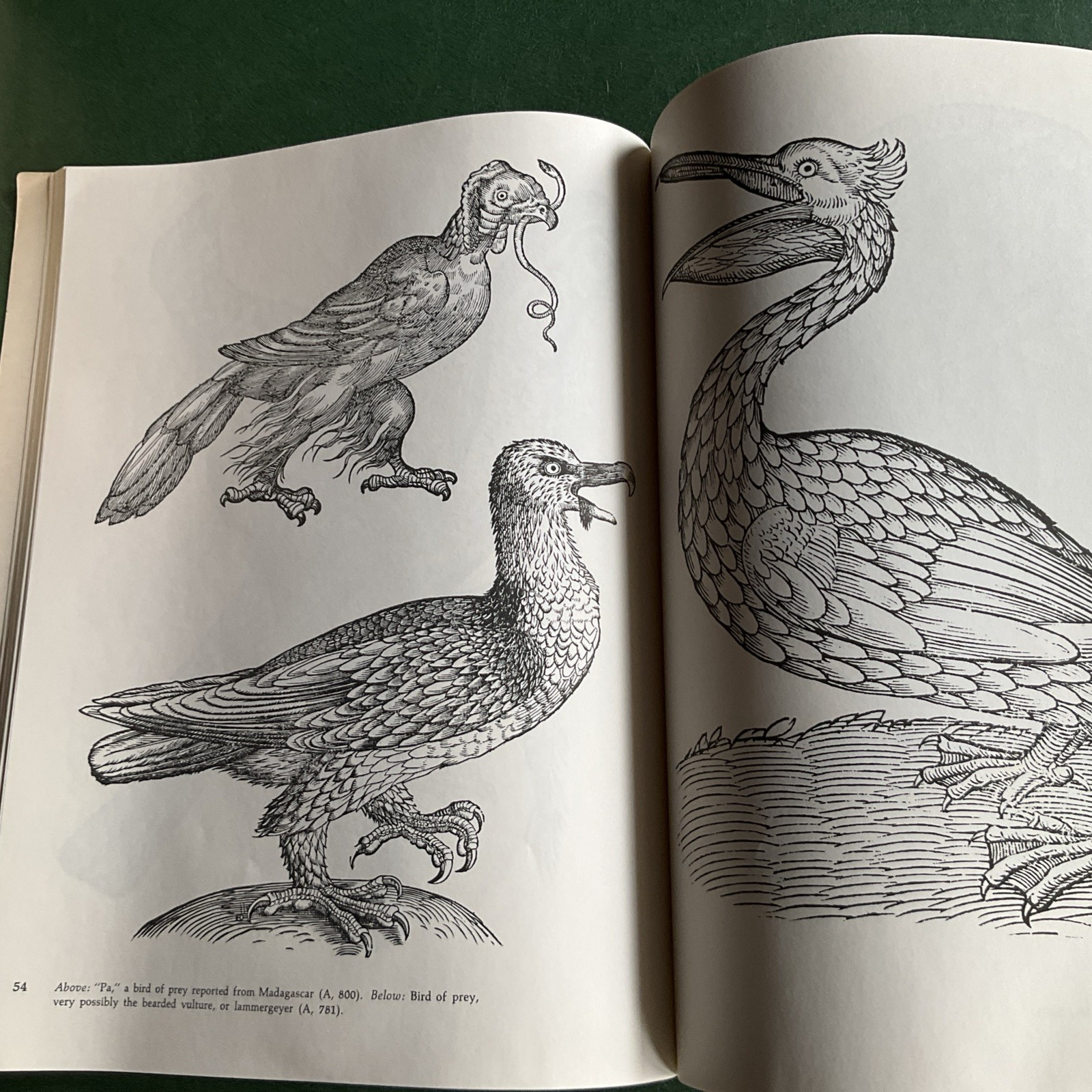 Curious Woodcuts of Fanciful and Real Beasts: A Selection of 19O Sixteenth-C…