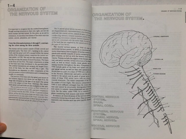 The Human Brain Coloring Book by Diamond, Scheibel, Elson (301 pages no damage)