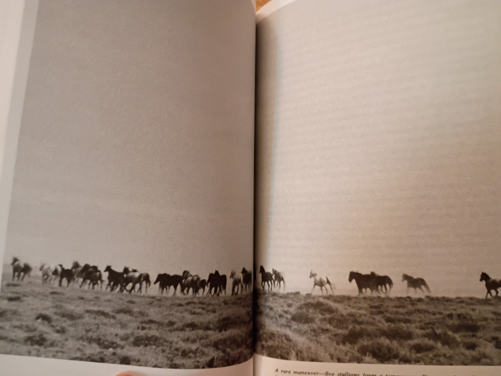 America’s Last Wild Horses Hope Ryden 1999 Paperback Ex-Library Mustangs Book