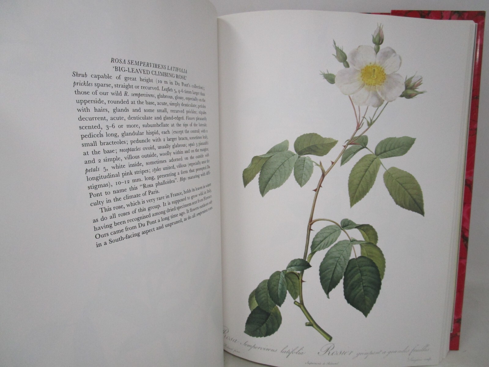 P. J. Redoute Redoute’s Roses 167 Full Page Paintings 1990