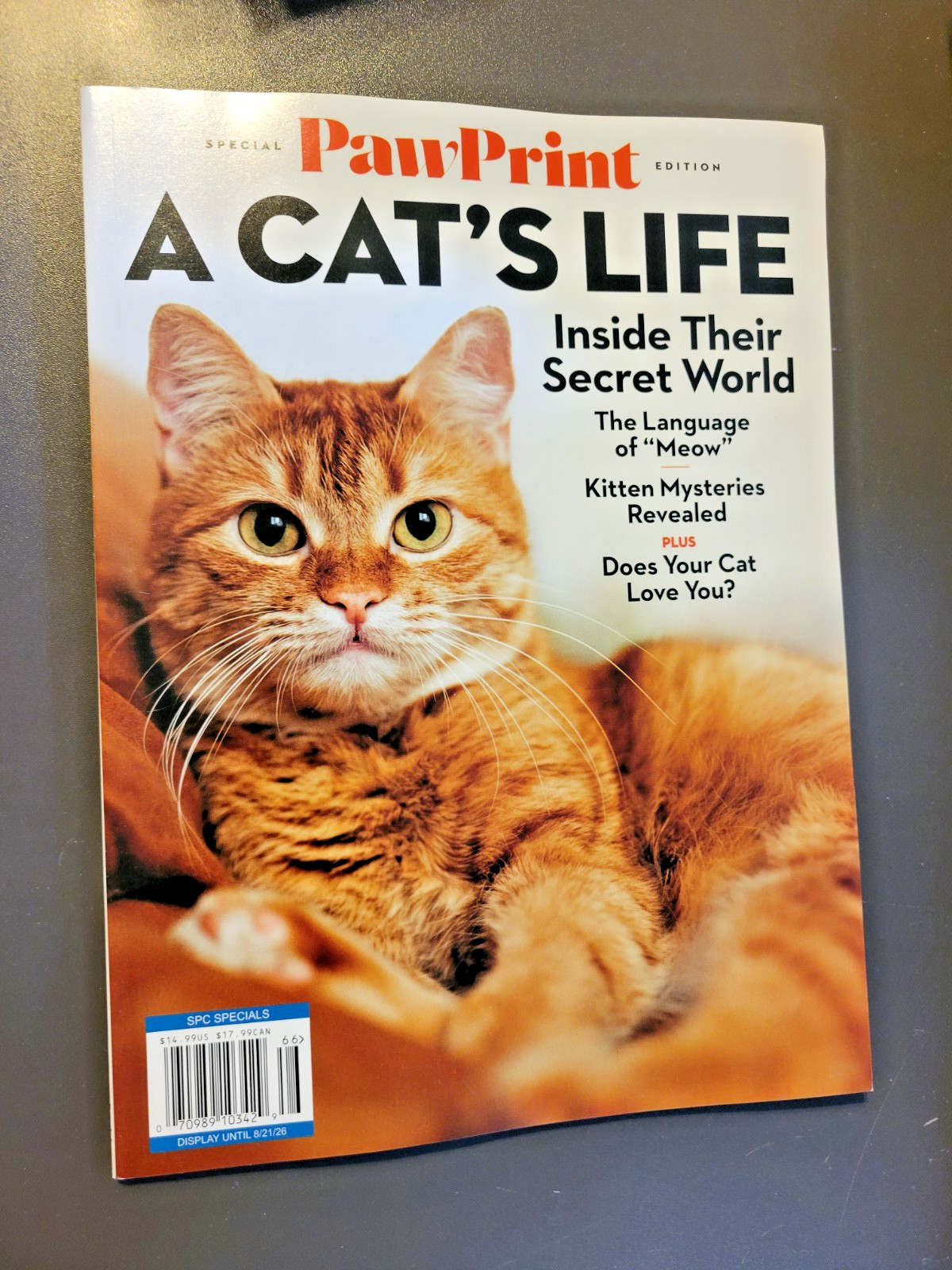 A Cat’s Life – A Special Edition by Paw Print – Inside Their Secret World