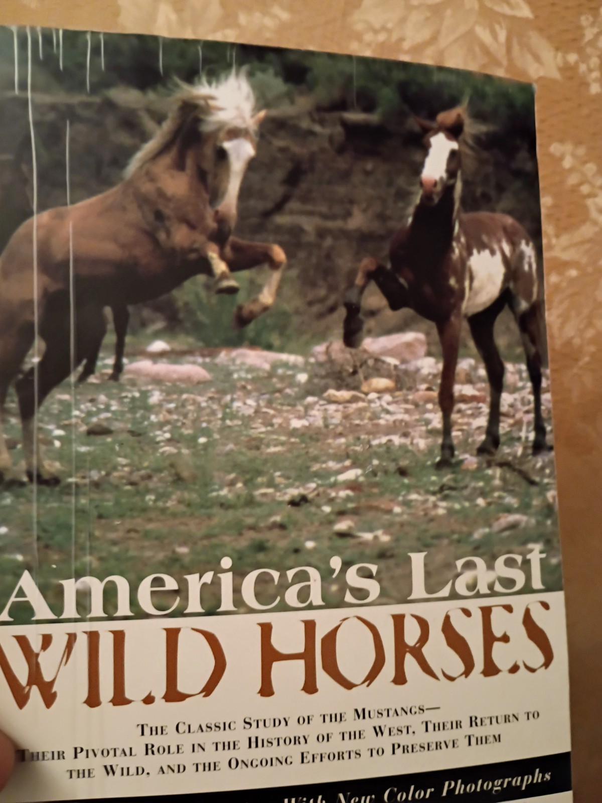 America’s Last Wild Horses Hope Ryden 1999 Paperback Ex-Library Mustangs Book