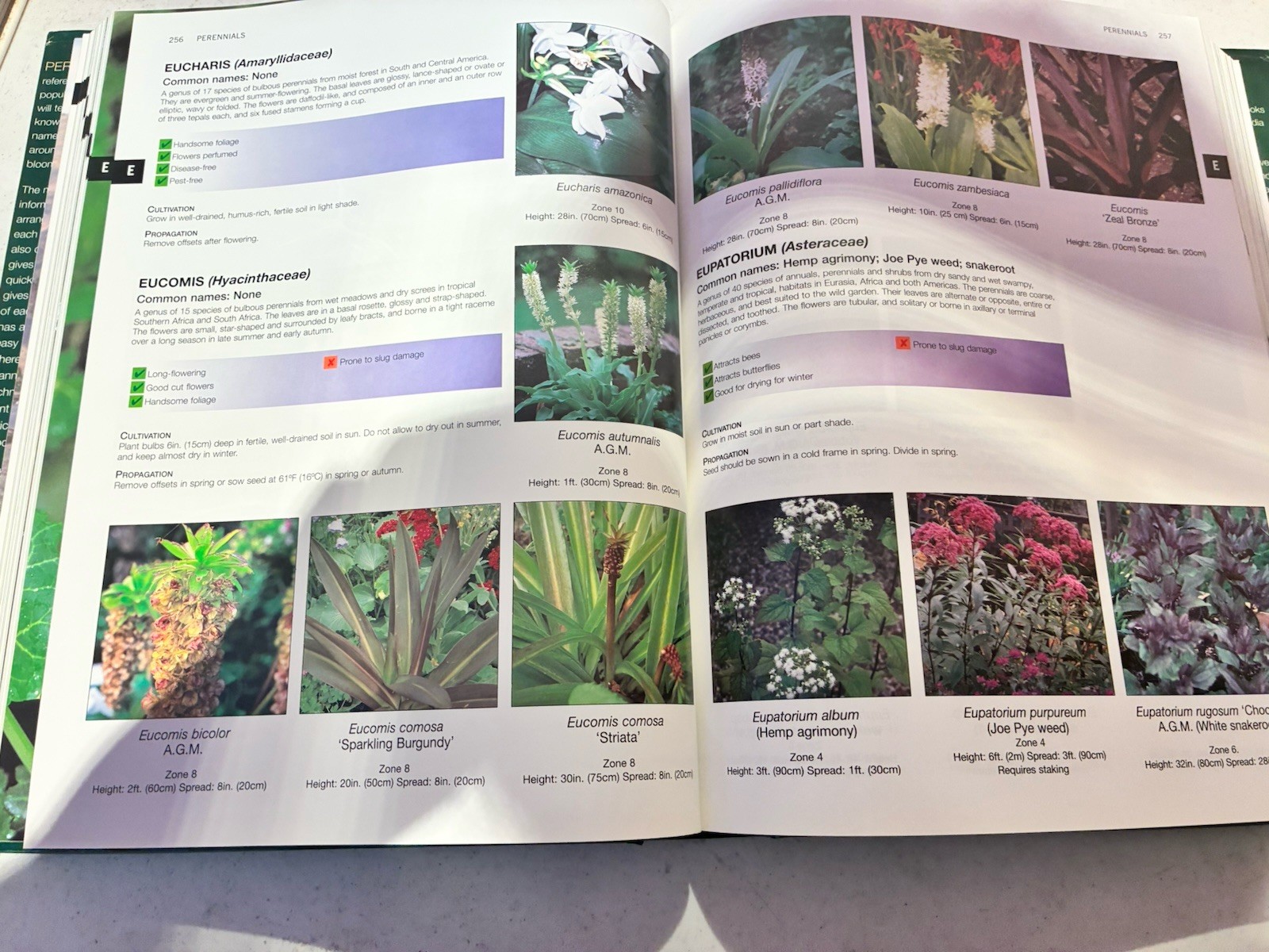 Perennials The comprehensive guide to over 2700 plants