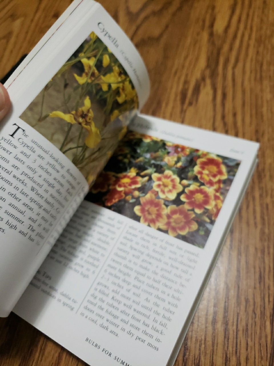 Taylor’s Pocket Guides to Old-Fashioned Roses & Bulbs for Summer 1989 Paperbacks