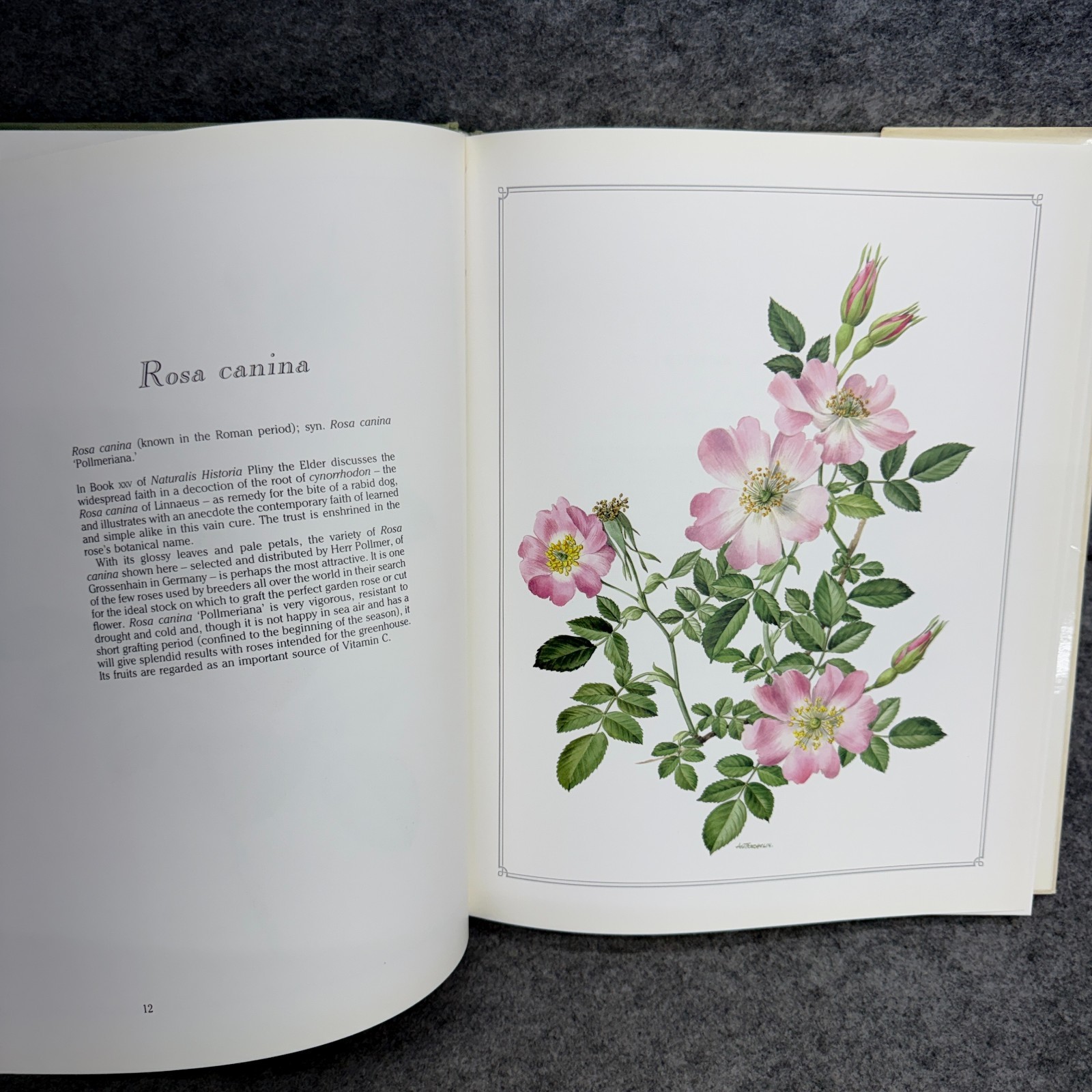 Language of Roses 1986 Stelvio Coggiatte Color Illustrations HC Illustration