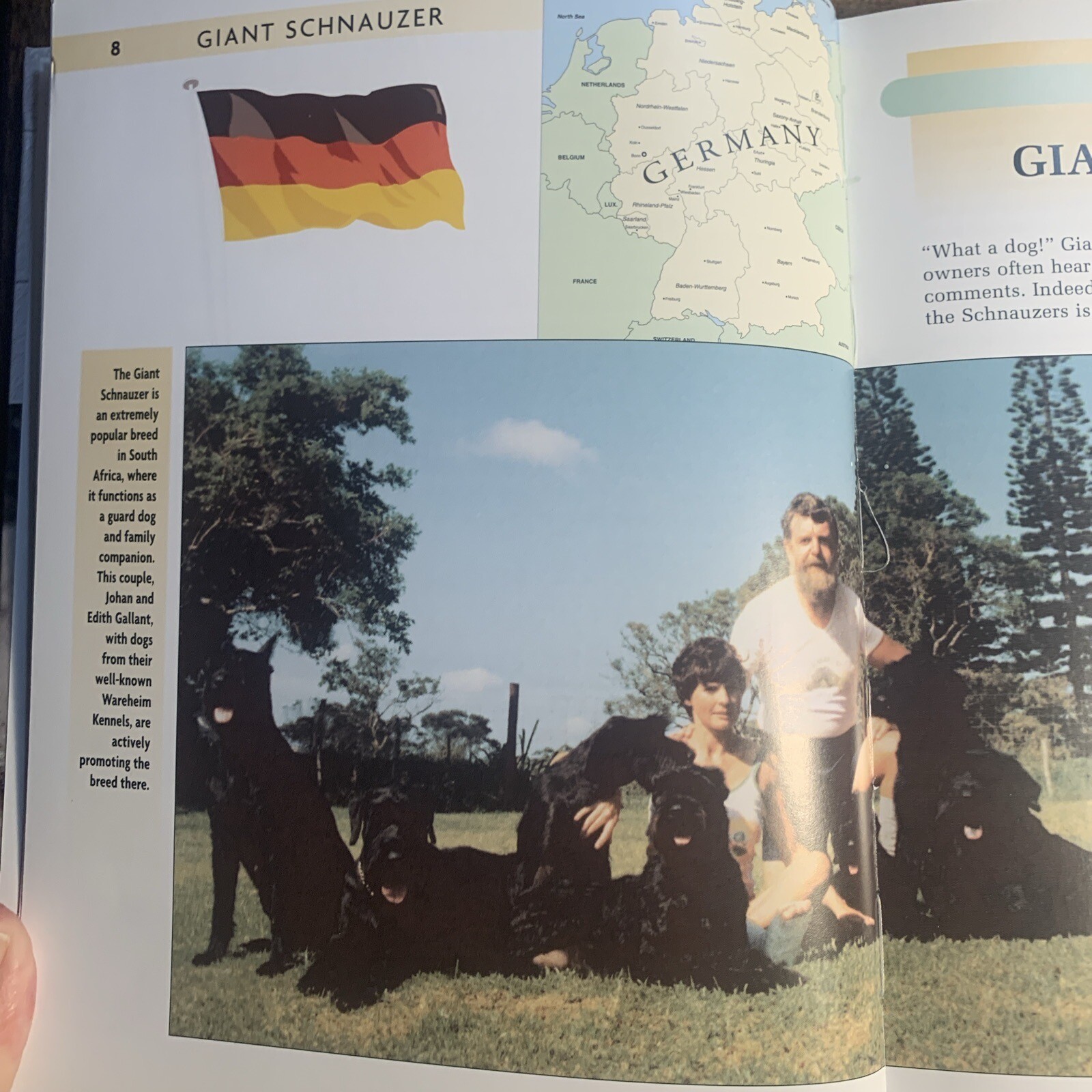 A Kennel Club Book Giant Schnauzer Comprehensive Guide To Owning And Caring For