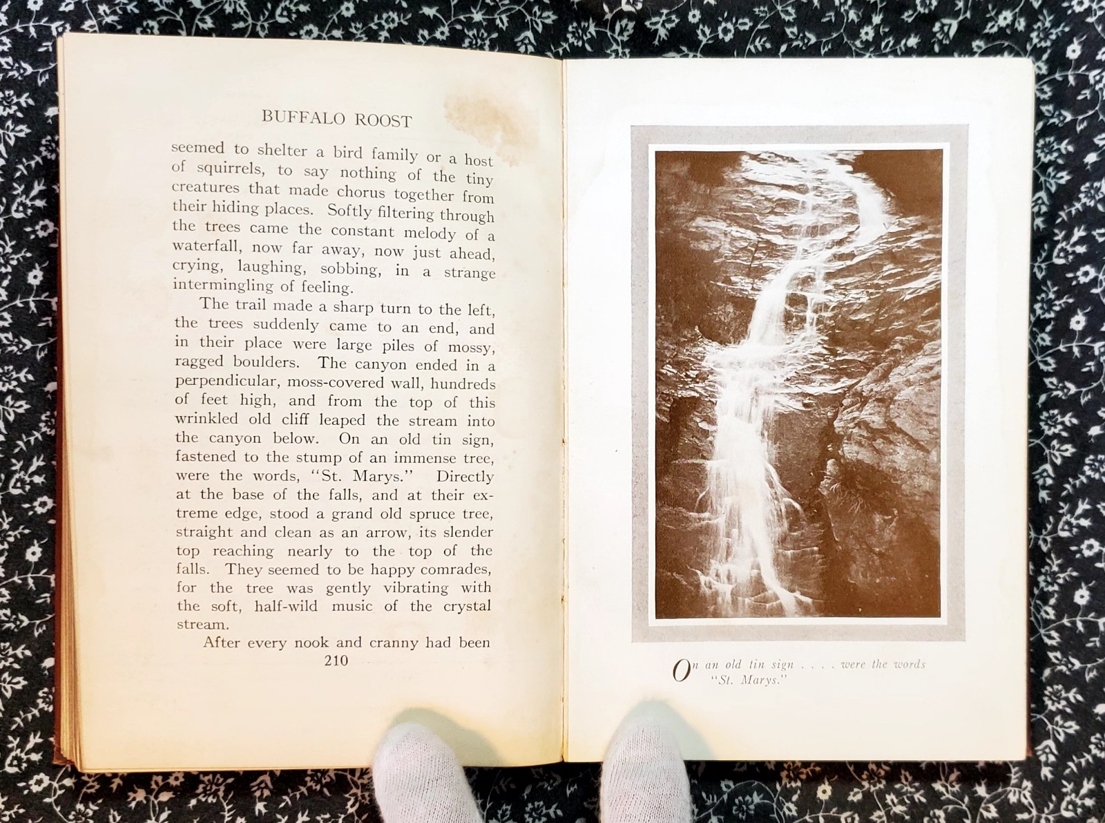 Buffalo Roost, F. H. Cheley, 1913, First Edition, Hardcover, Antique