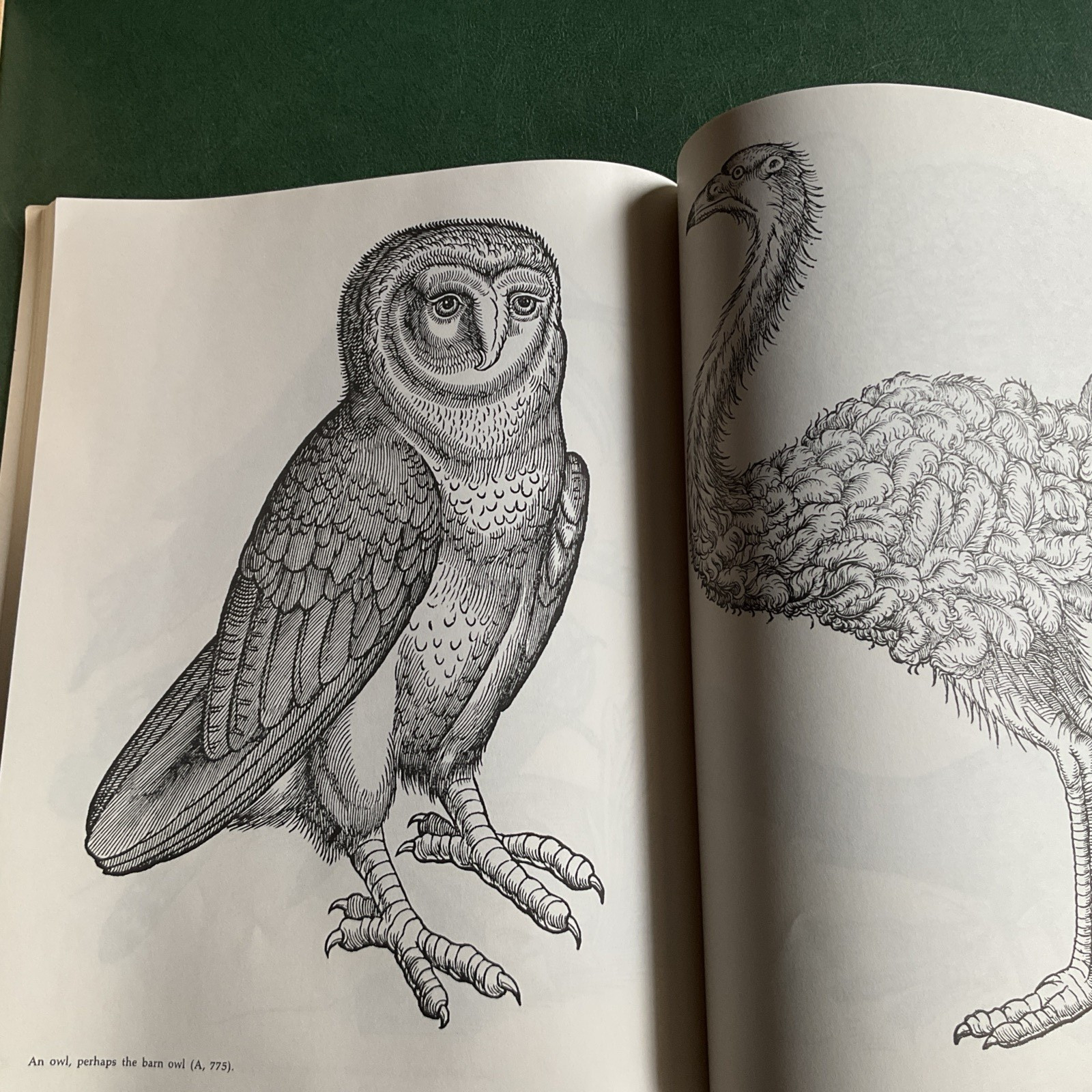 Curious Woodcuts of Fanciful and Real Beasts: A Selection of 19O Sixteenth-C…