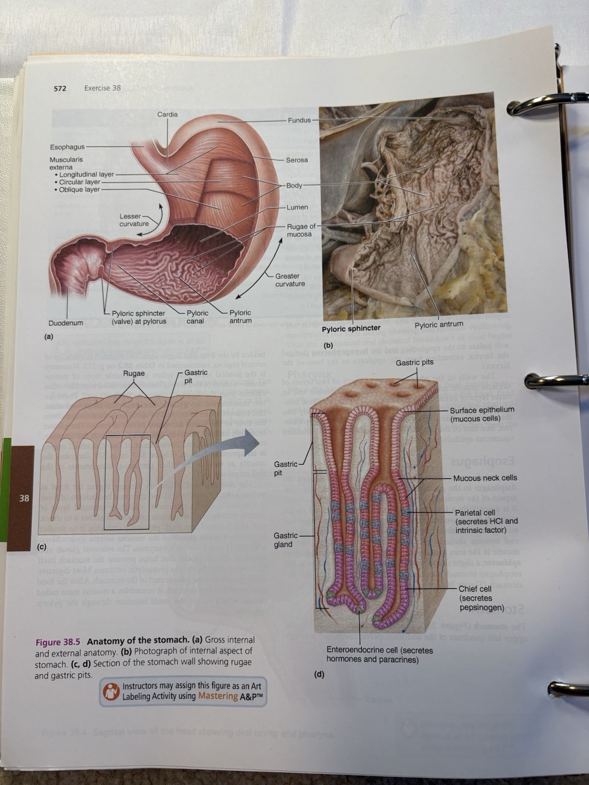 Human Anatomy & Physiology Laboratory Manual 13th Edition Loose Leaf Cat Version