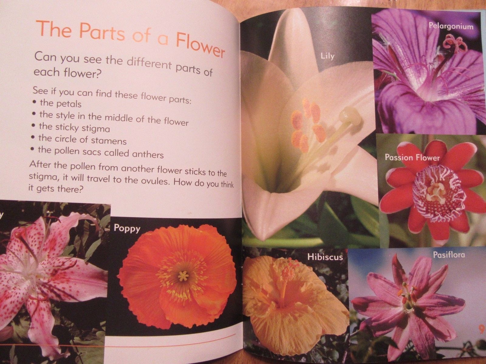 Lot of 2 NEW Go Facts Science: Sea Life & Flowers Newbridge Paperbacks Ages 6-9