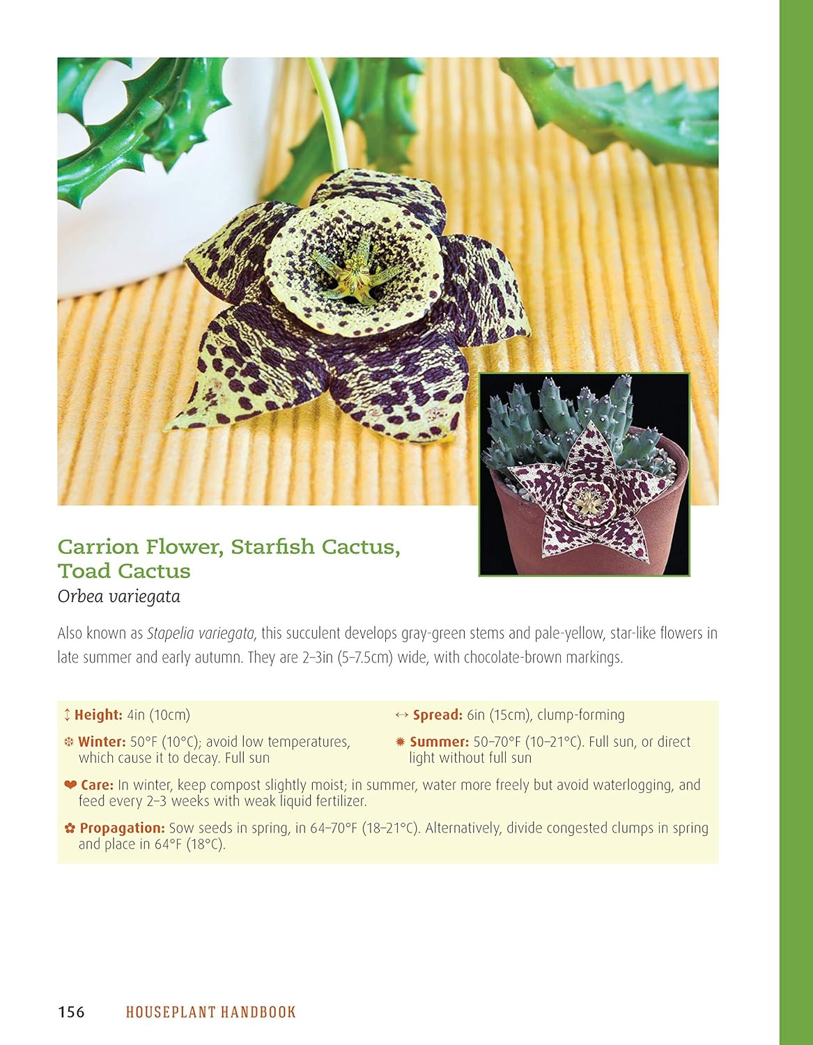 Houseplant Handbook: Basic Growing Techniques and a Directory of 300 Everyday Ho