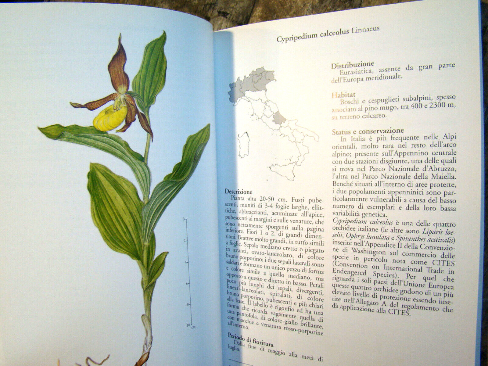 Orchidee d’Italia ~2002 PB~ Rossi Floriculture Flowers Orchids of Italy & CD-ROM
