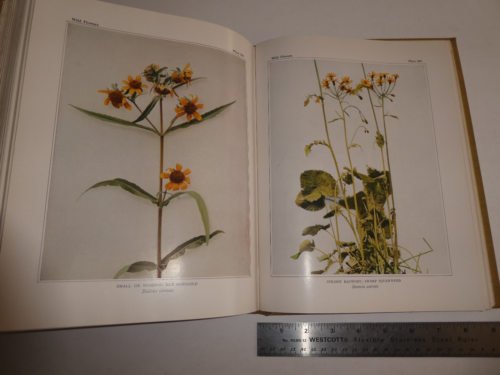 Wild Flowers by Homer D. House 1935 Macmillan Company Elzie S. Wechsler Columbia