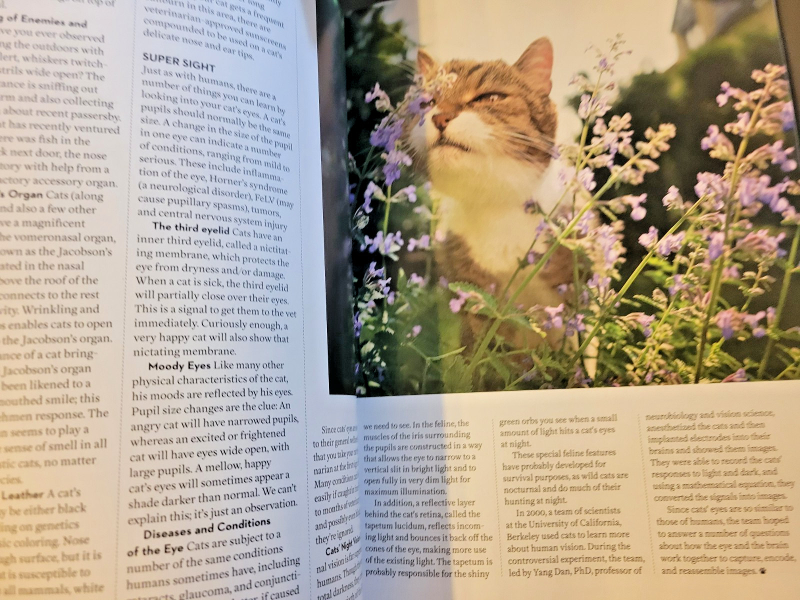 A Cat’s Life – A Special Edition by Paw Print – Inside Their Secret World