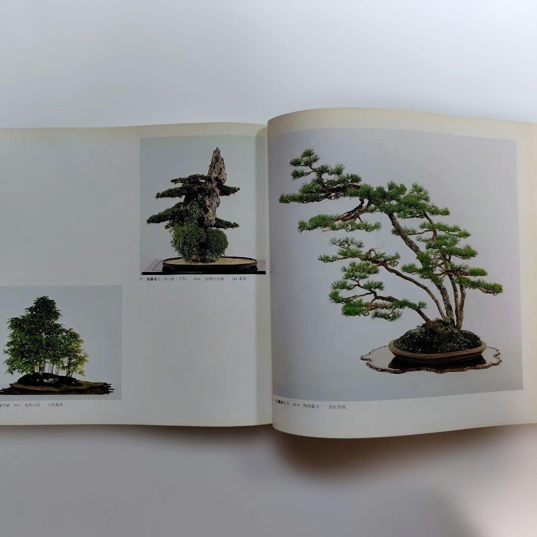 Kazuki Exhibition Bonsai Catalog 1980 84 Pots Japan Vintage 9.5×9.9in