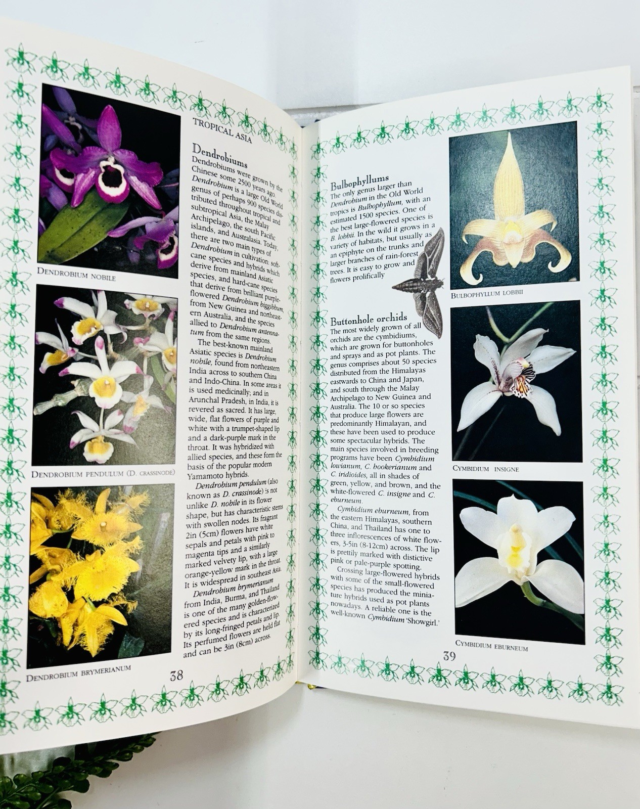 Orchids : A Romantic History Guide to Cultivation Philip Cribb Tropical Flowers