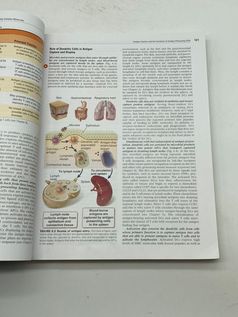 Cellular and Molecular Immunology