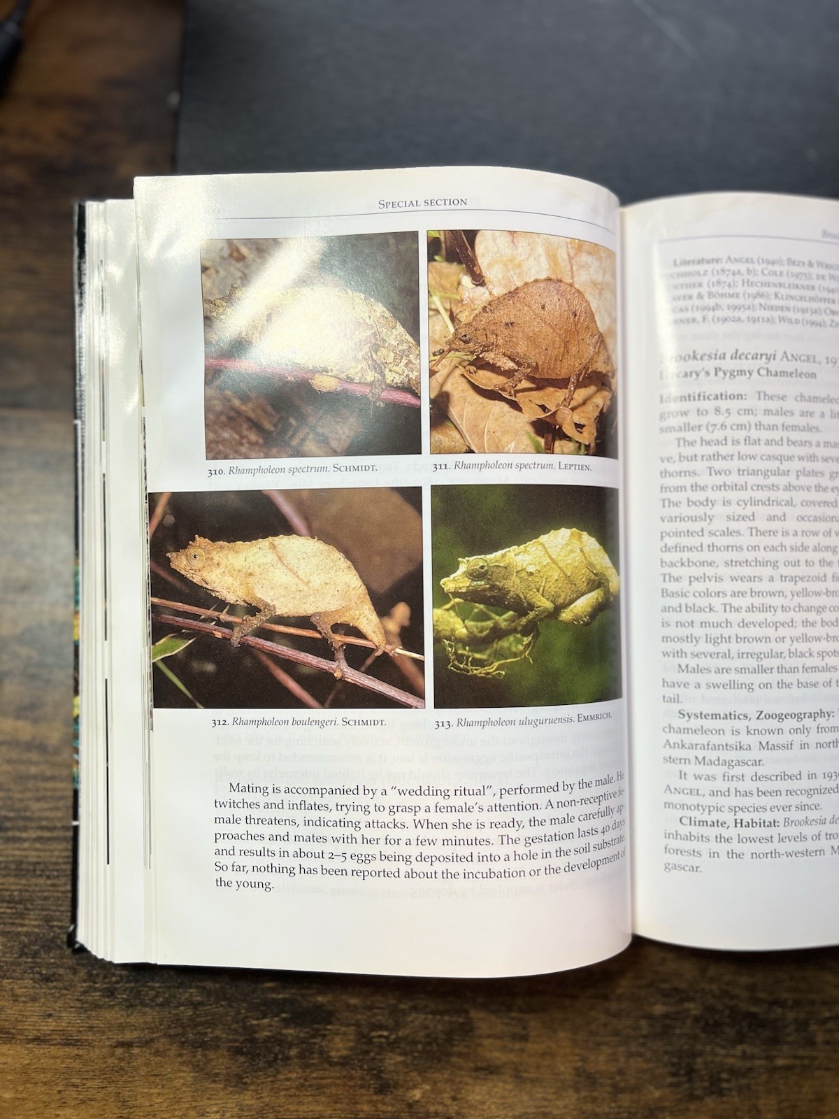 Chameleons : Nature’s Hidden Jewels by Petr Necas (Hardcover) First Edition S2