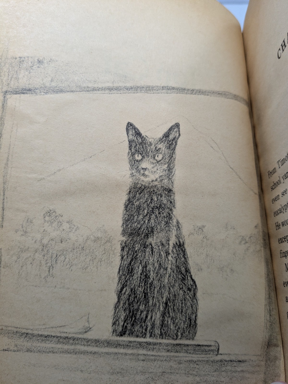 Top Cat by Mary Francis Shura Vintage Paperback Book Children’s Illustrated