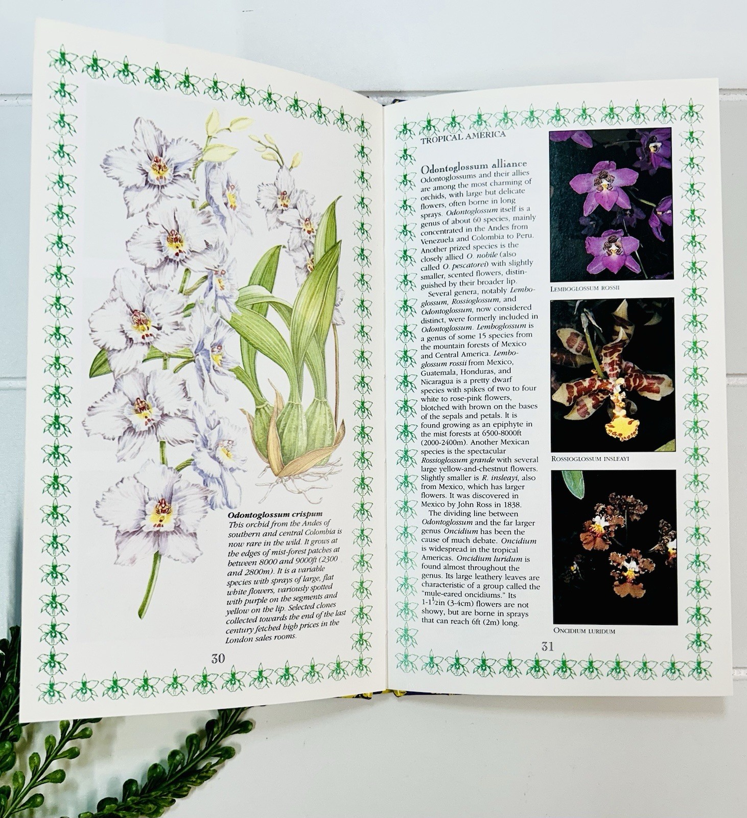 Orchids : A Romantic History Guide to Cultivation Philip Cribb Tropical Flowers
