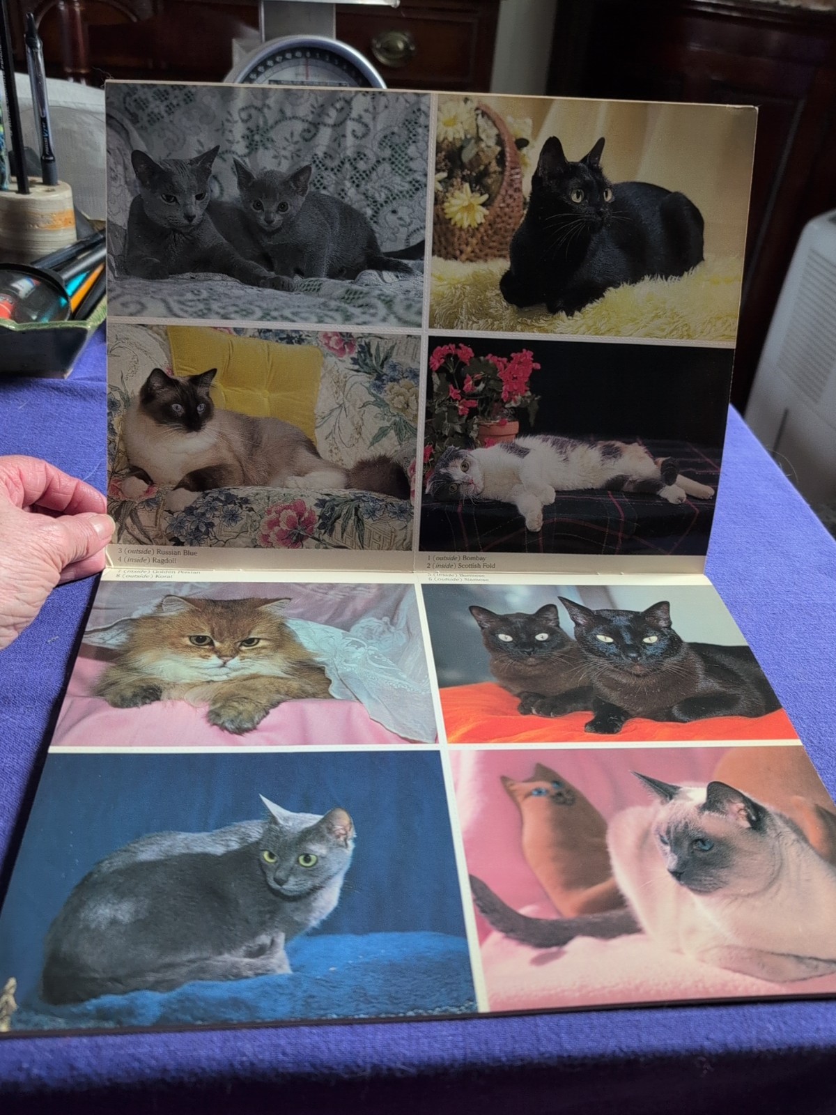 PEDIGREED CATS PHOTO POSTCARDS: 24 FULL-COLOR By Dorothy Holby **Excellent**