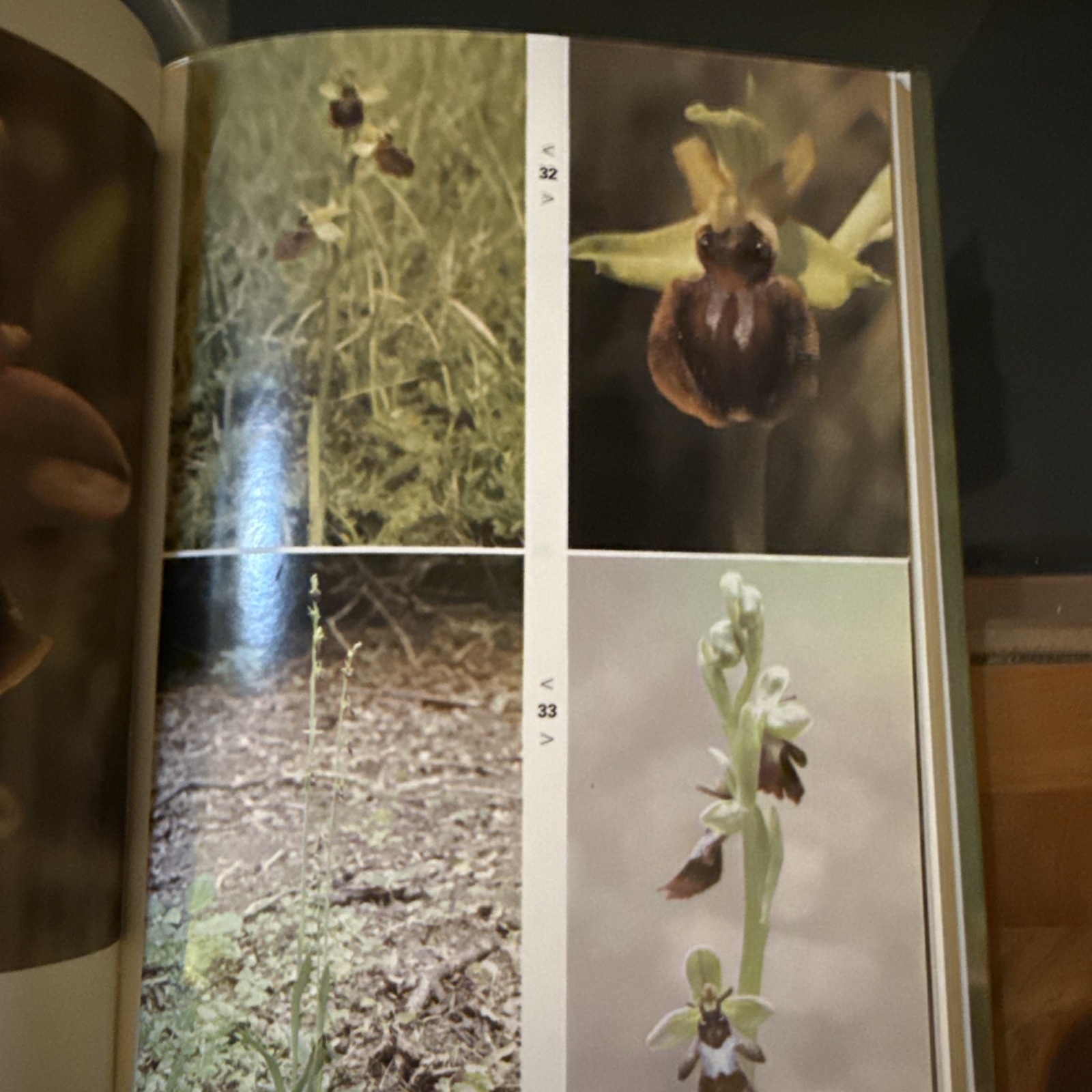 Orchids of Britain: A Field Guide by Lang, David C. Hardback Book The Fast Free