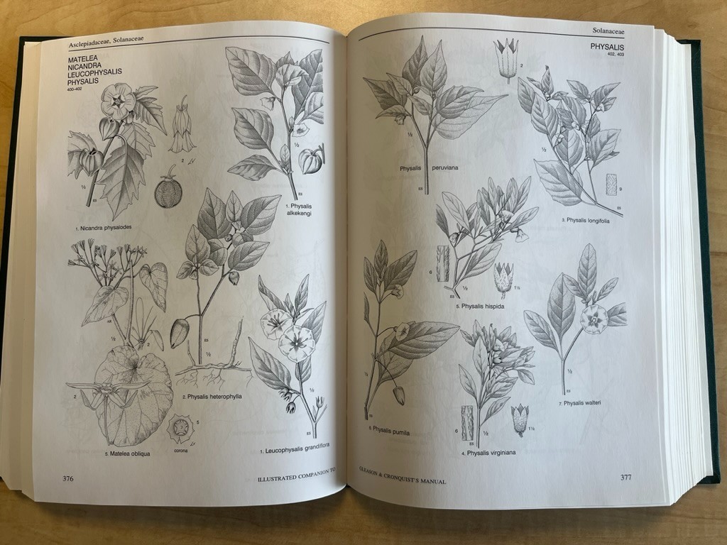 Illustrated Companion to Gleason & Cronquists Manual Vascular Plants US Canada