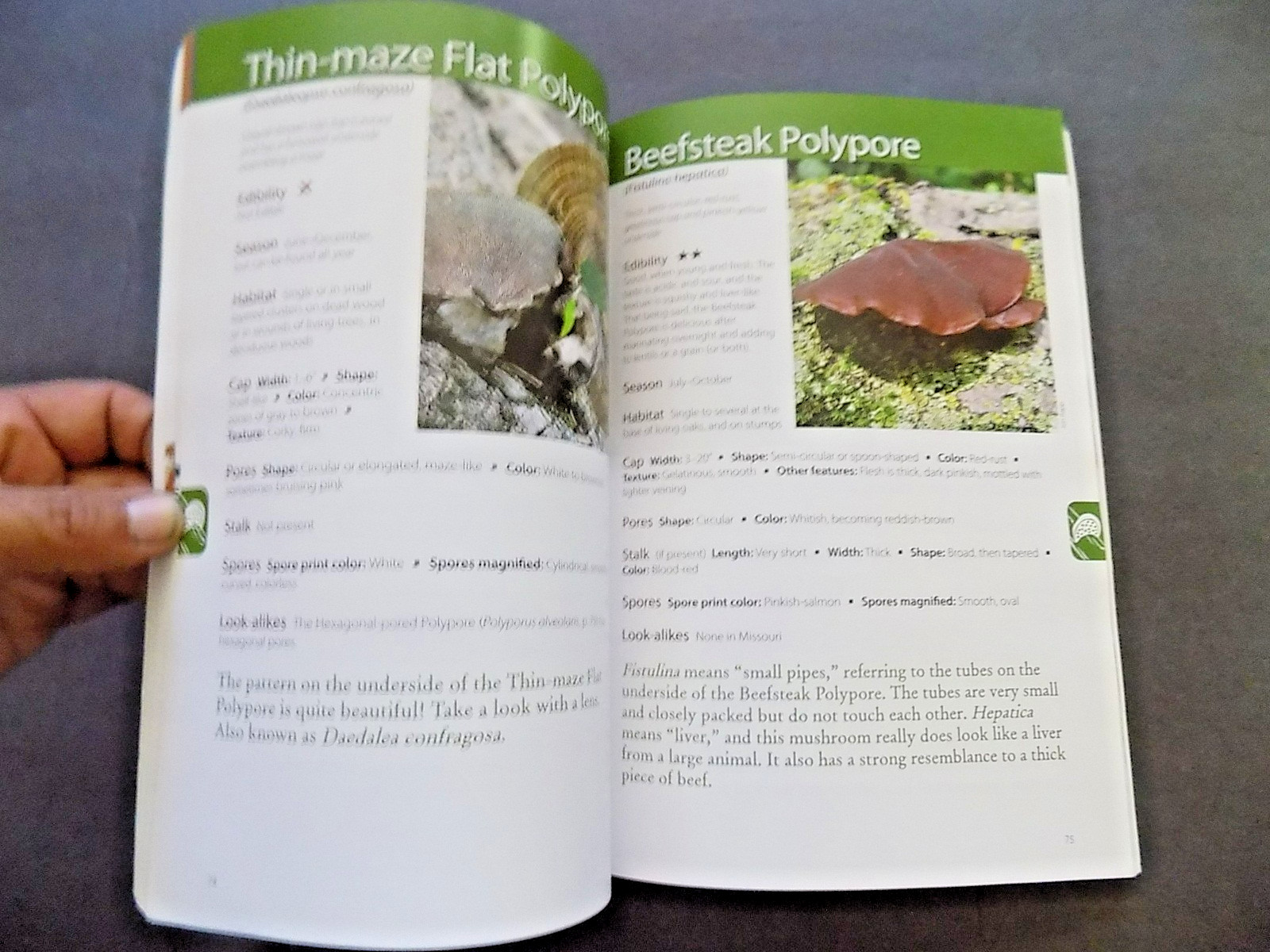 NORTH AMERICAN MUSHROOMS : photo postcards , NEW