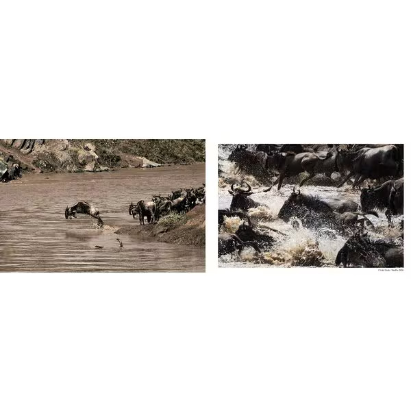 Ueki Arca Story of Planet Hardcover Nature Photo Book For Ages 14+