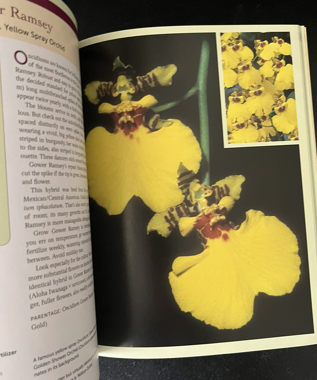 Bloom-Again Orchids by Judy White