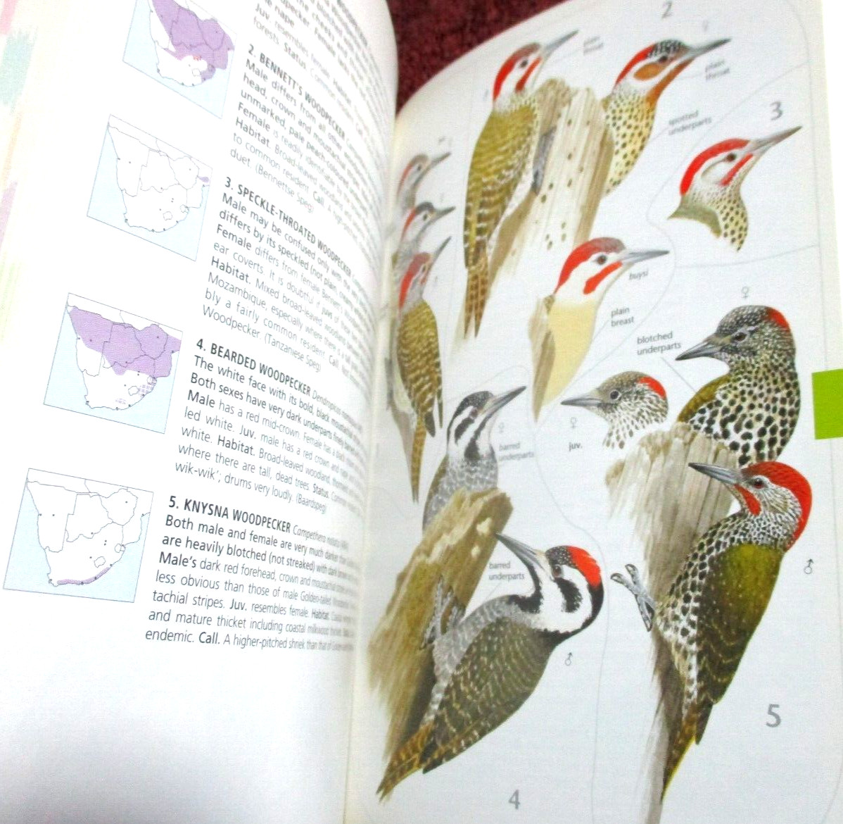 Birds of Southern Africa, Princeton Field guides, 448 pages 4000 color pics, NEW