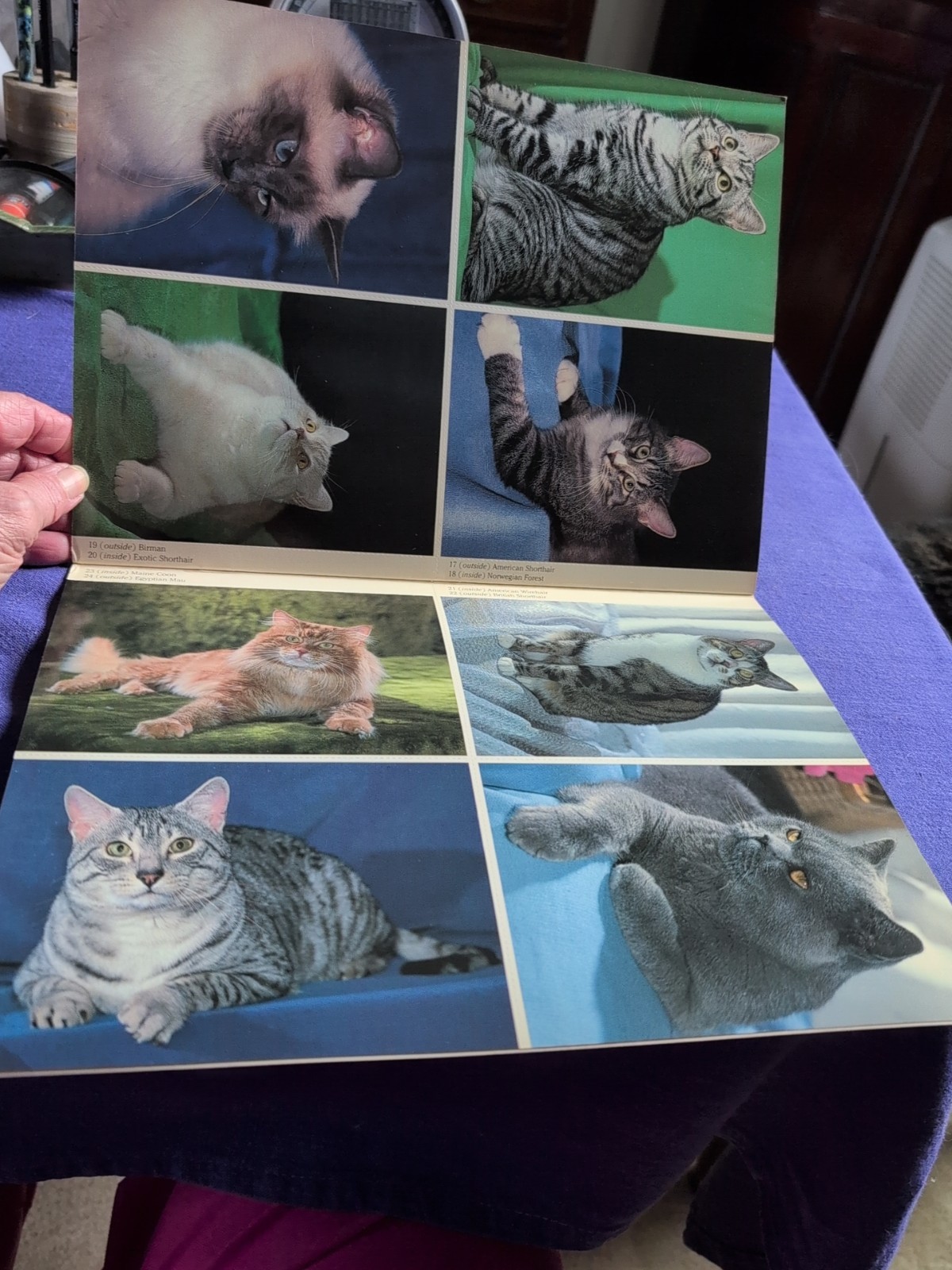 PEDIGREED CATS PHOTO POSTCARDS: 24 FULL-COLOR By Dorothy Holby **Excellent**