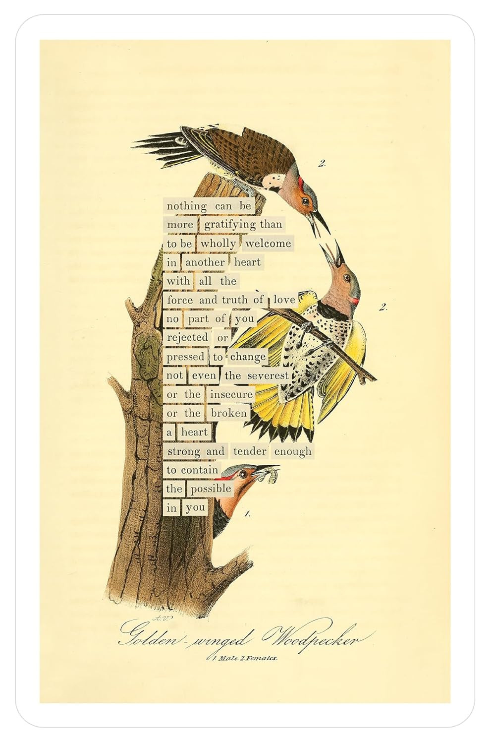 An Almanac of Birds: 100 Divinations for Uncertain Days