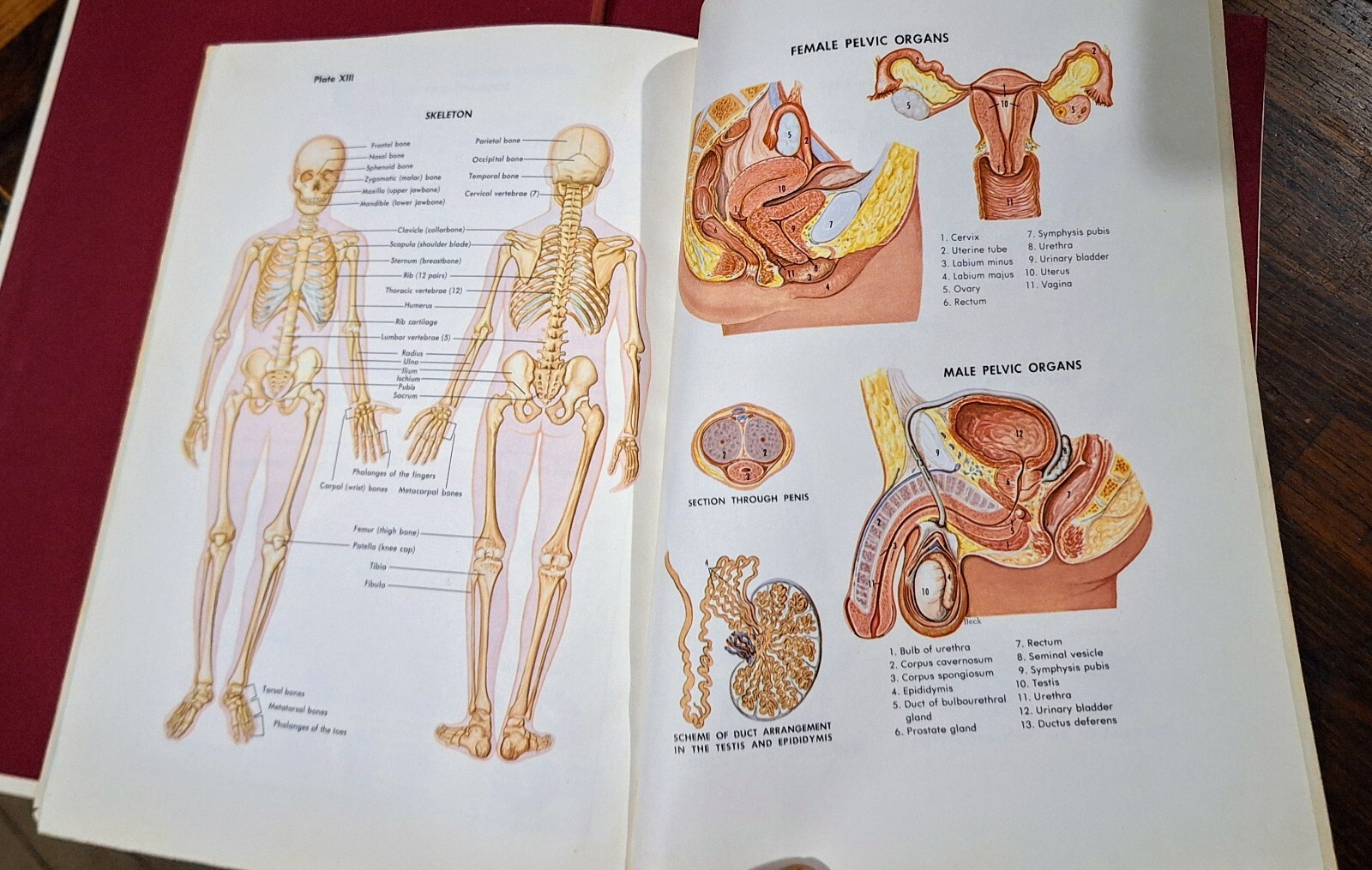 Family Medical Guide Better Home And Gardens 1976 with Atlas Of The Body Book