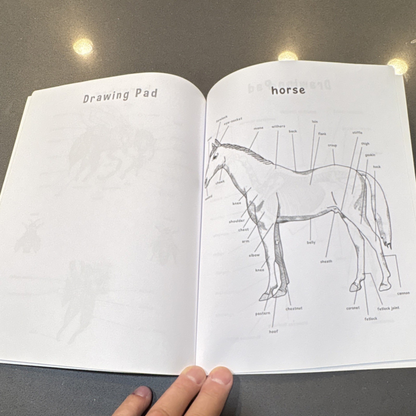 Winky Adam Veterinary Anatomy Coloring Book Illustrated Paperback Adults Kids