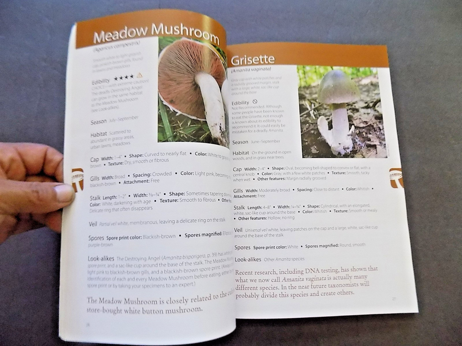 NORTH AMERICAN MUSHROOMS : photo postcards , NEW