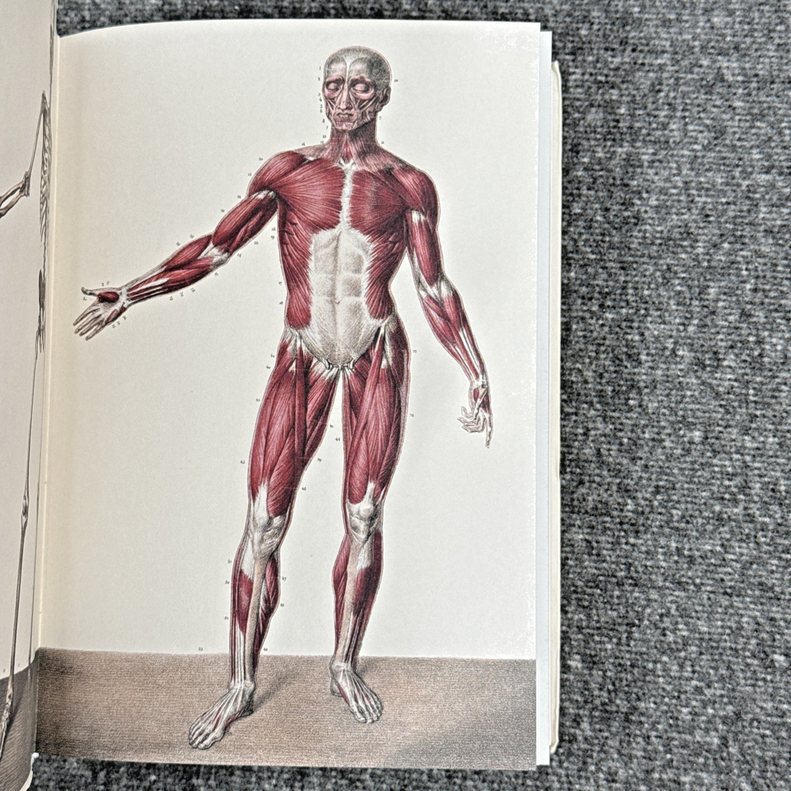 Atlas of Human Anatomy and Surgery The Complete Plates, Bourgery, Jacob, Taschen