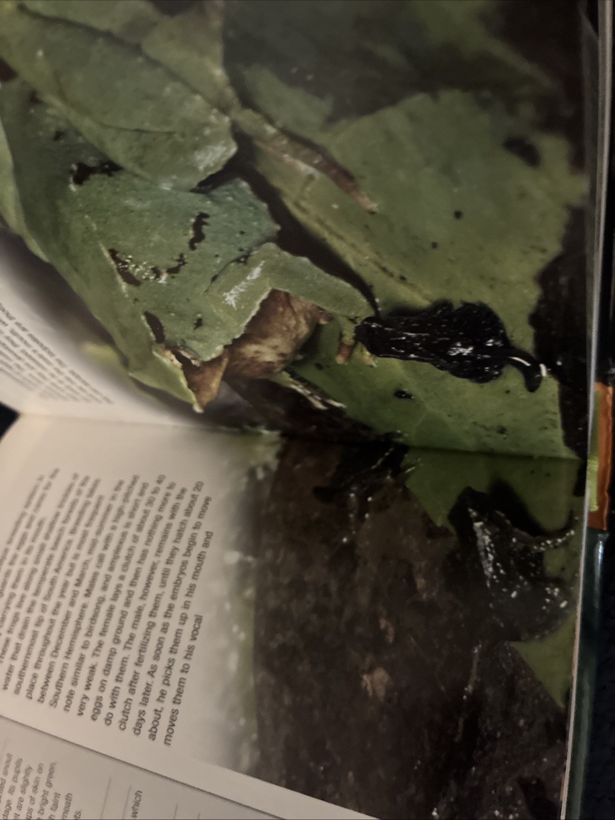 300 Frogs : A Visual Reference to Frogs and Toads from Around the World