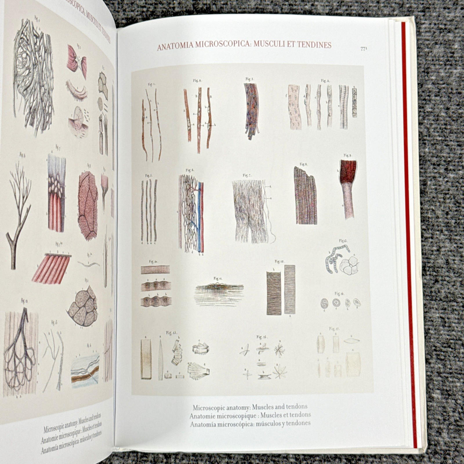 Atlas of Human Anatomy and Surgery The Complete Plates, Bourgery, Jacob, Taschen