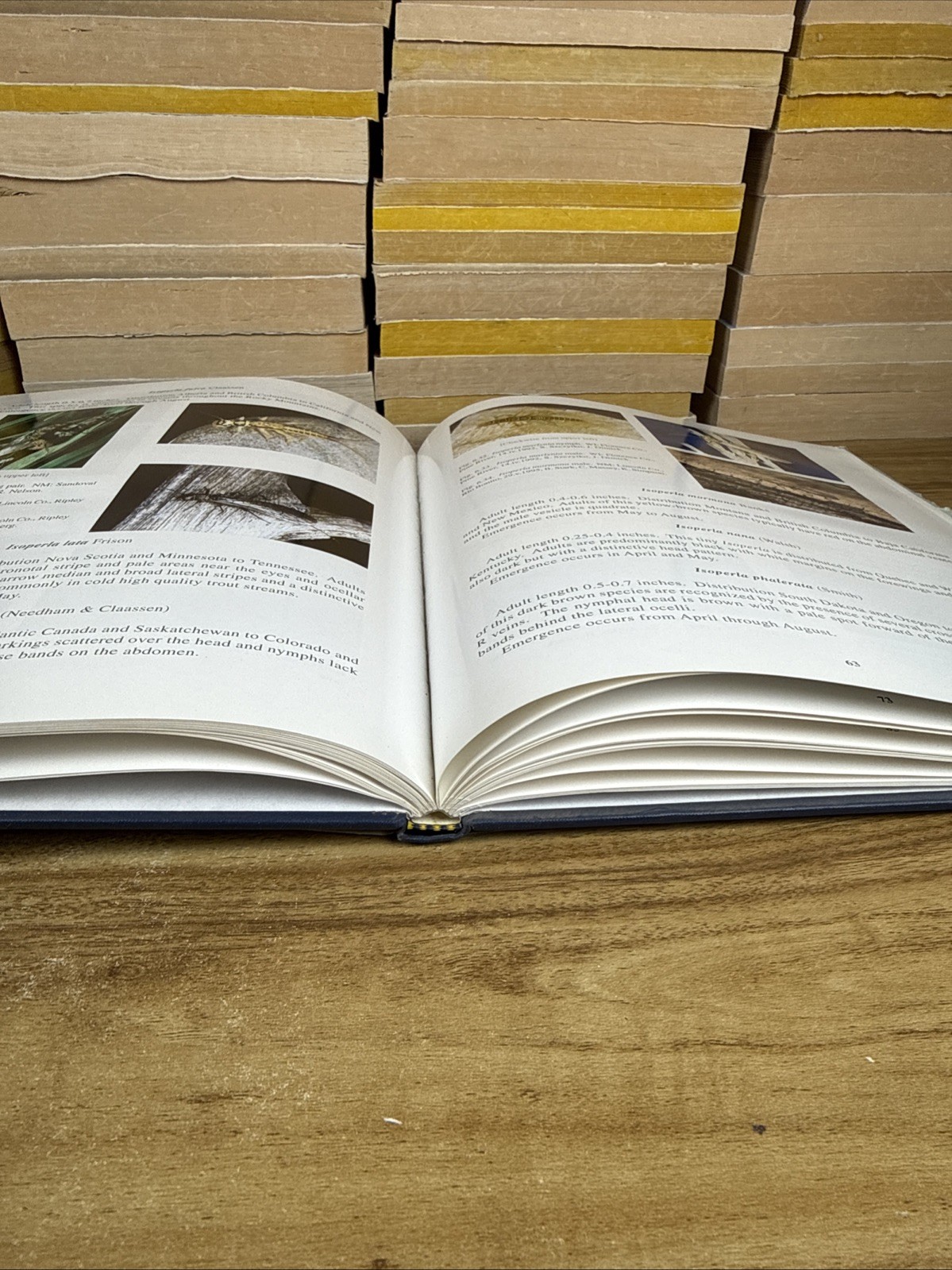 American stoneflies: A photographic guide to the Plecoptera by Bill P. Stark