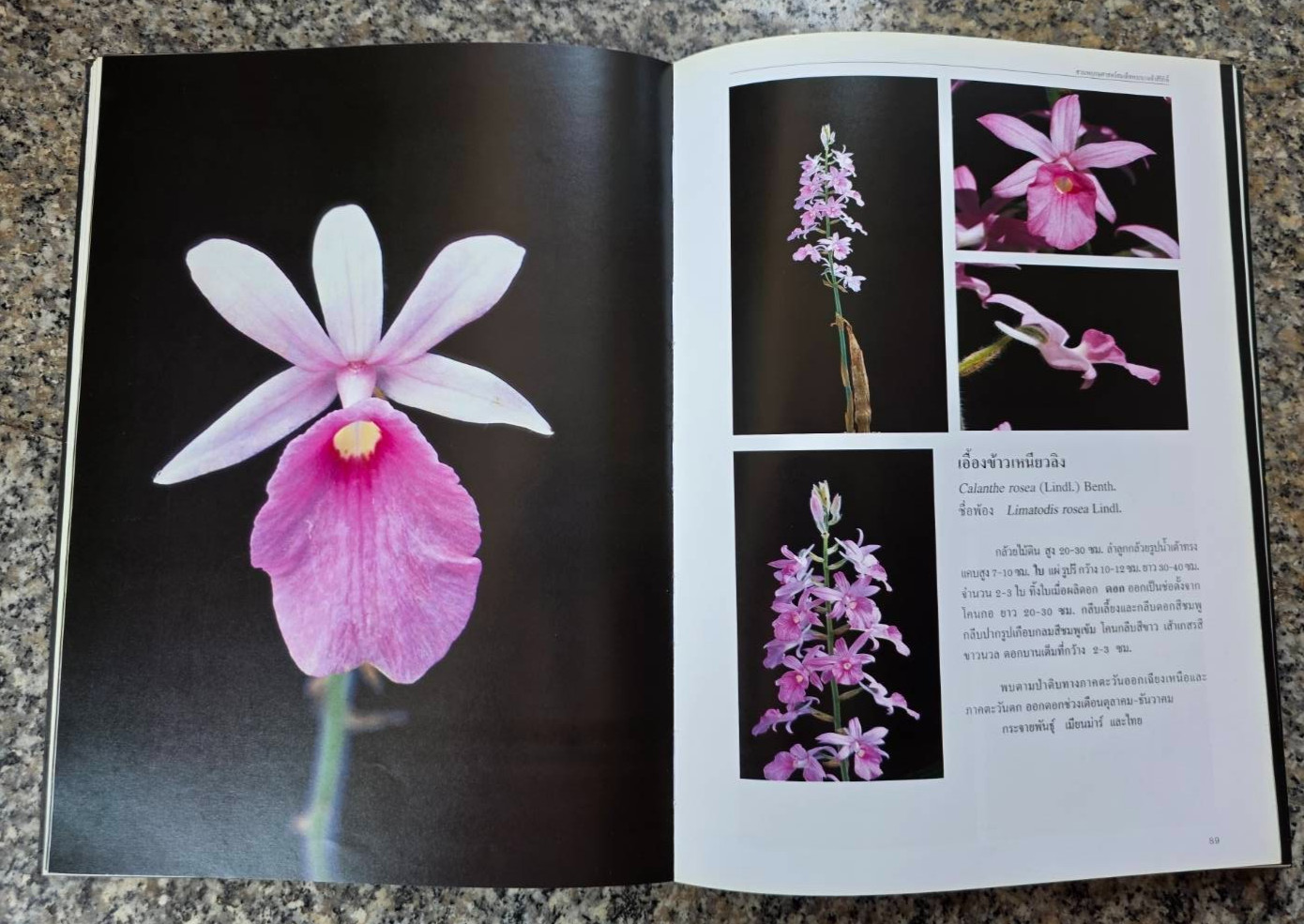 Hardcover book featuring all “ Thai orchids. “ ( Hardcover)