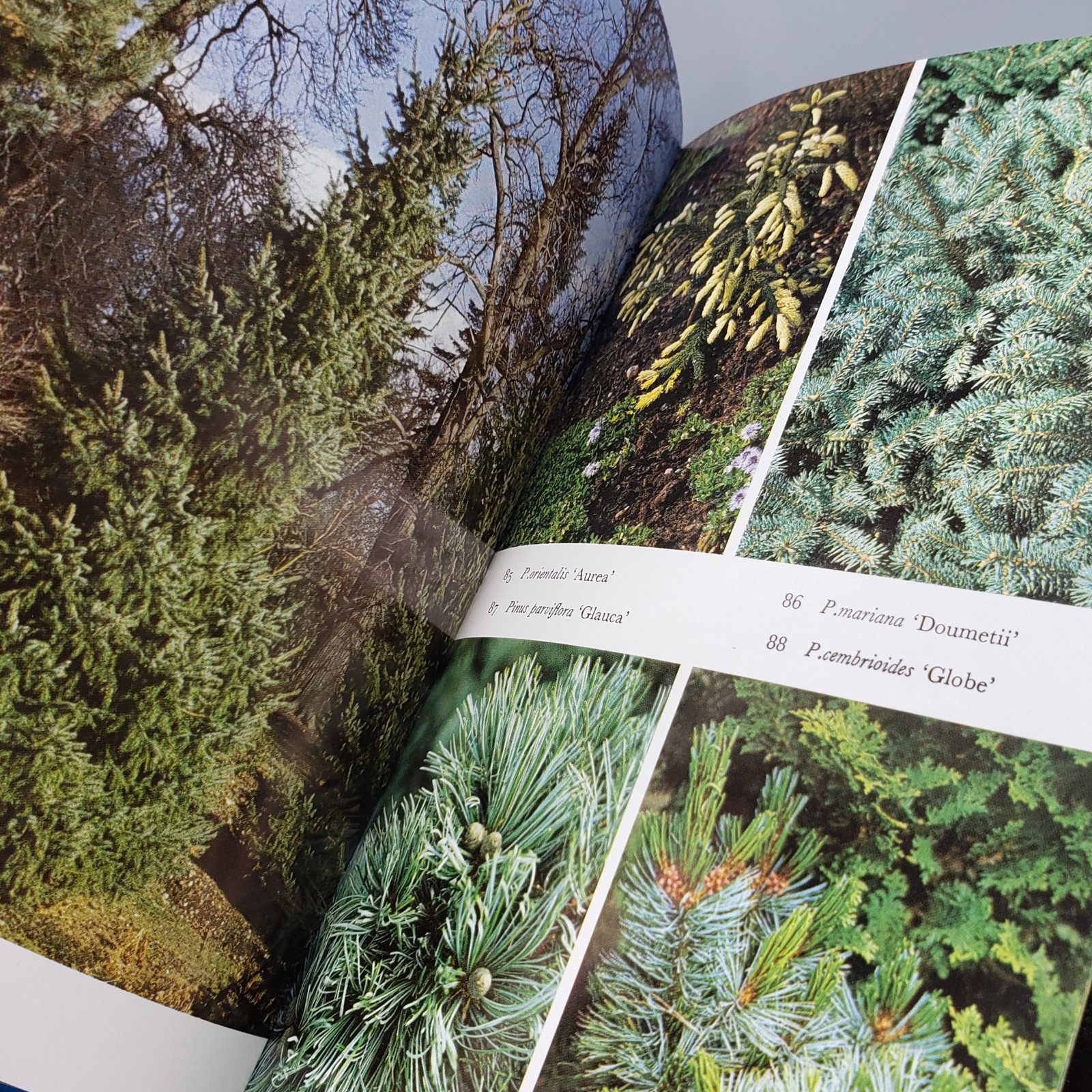 Garden Conifers in Colour Proudley Vintage 1984 HCDJ Blandford Color Series UK