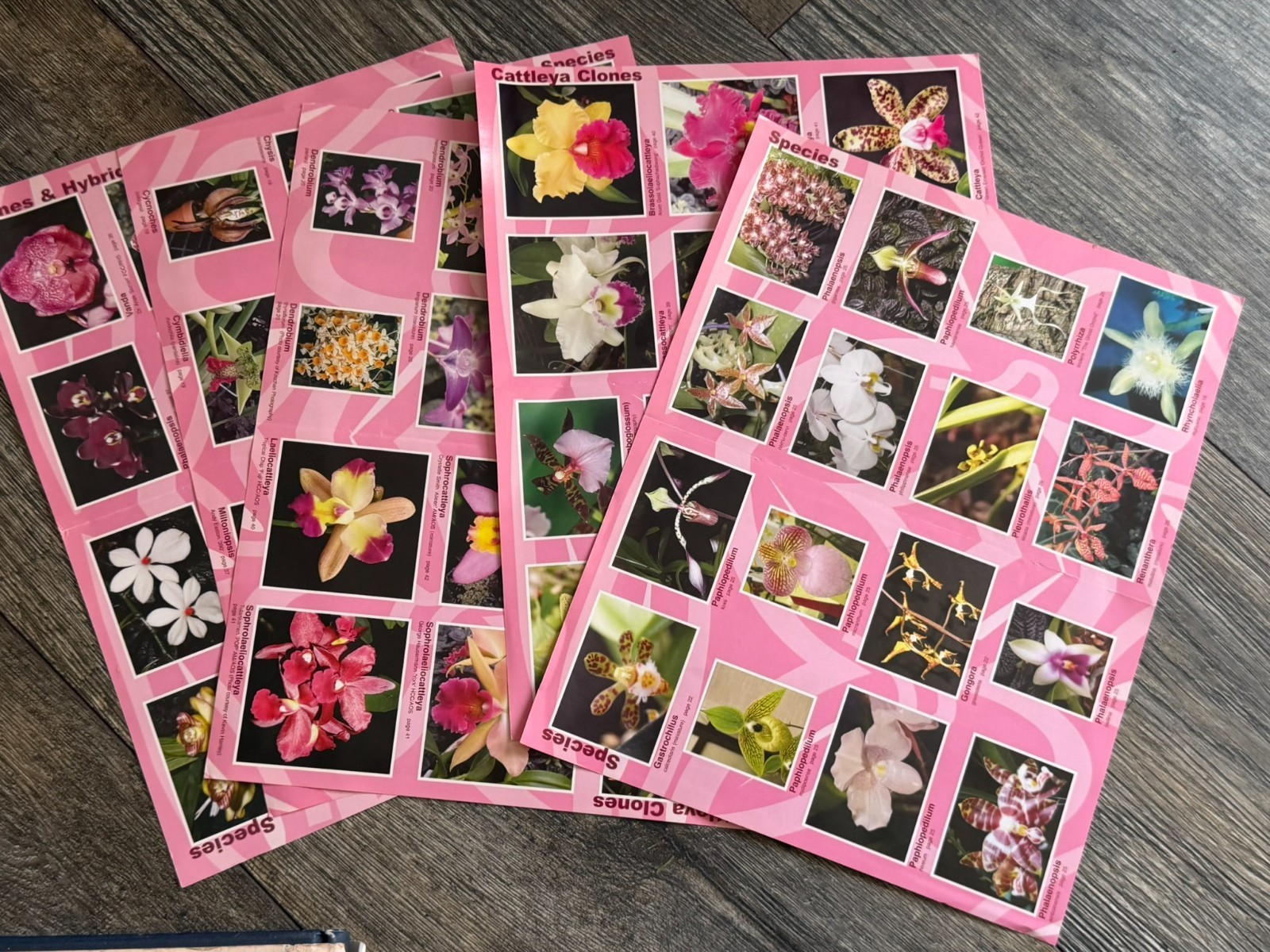 ORCHID Book 8pc Lot Field Guide Hardcover Softcover Gardening Flowers Floristry