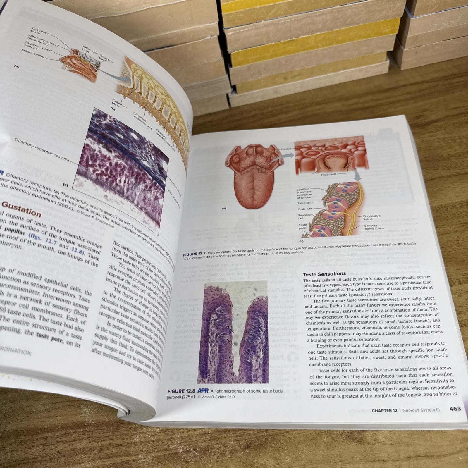 ISE Hole’s Human Anatomy & Physiology 16th Edition Paperback Acceptable